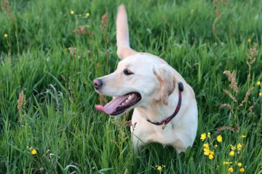 Sarı çiçekli yeşil bir çayırda Labrador Retriever