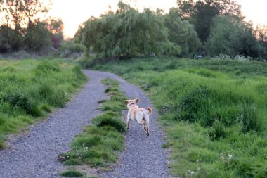 Labrador av köpeği yazın yeşil bir çayırda koşuyor. Labrador Retriever karahindiba ile bir kır yolunda koşuyor.