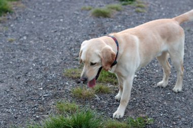 Labrador Retriever köpeği kırsal bir yolda yürüyor.