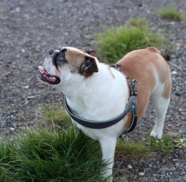İngiliz Bulldog parkta yürüyor. Köpeğe odaklan..