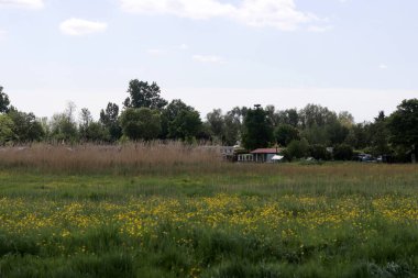 Sarı kır çiçekleri olan bir çayır. Kırsal alan.