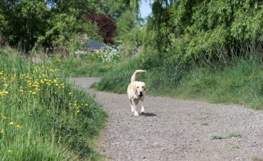 Labrador Retriever köpeği kırsal bir yolda yürüyor.