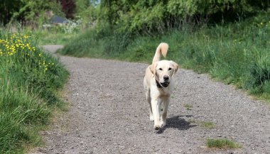Labrador av köpeği yazın yeşil bir çayırda koşuyor. Labrador Retriever karahindiba ile bir kır yolunda koşuyor.