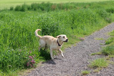 Labrador av köpeği yazın yeşil bir çayırda koşuyor. Labrador Retriever karahindiba ile bir kır yolunda koşuyor.