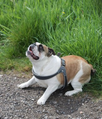 Güneşli bir günde parkta topla oynarken komik bir İngiliz Bulldog zıplaması. Etkin köpek konsepti.