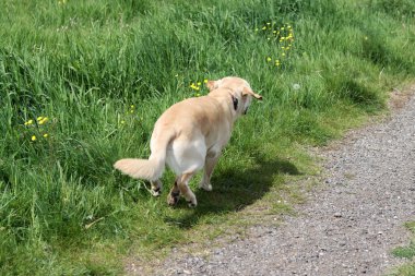 Labrador av köpeği yazın yeşil bir çayırda koşuyor. Labrador Retriever karahindiba ile bir kır yolunda koşuyor.