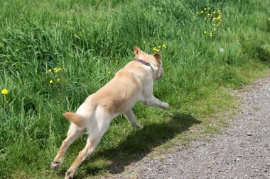Labrador av köpeği yazın yeşil bir çayırda koşuyor. Labrador Retriever karahindiba ile bir kır yolunda koşuyor.