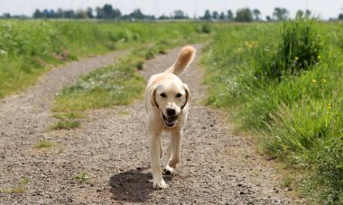 Labrador Retriever köpeği kırsal bir yolda yürüyor.