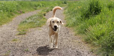 Labrador Retriever köpeği kırsal bir yolda yürüyor.