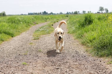 Labrador Retriever köpeği kırsal bir yolda yürüyor.