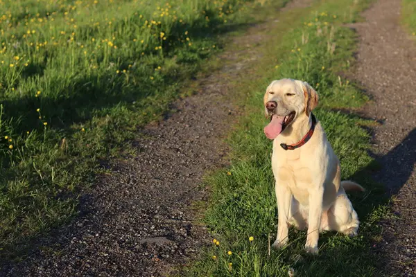 Sarı çiçekli yeşil bir çayırda Labrador Retriever