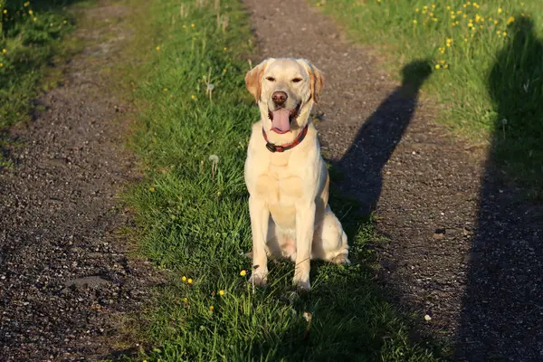 Sarı çiçekli yeşil bir çayırda Labrador Retriever