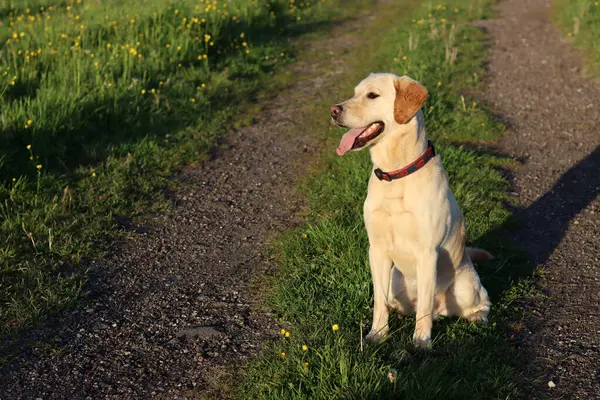 Sarı çiçekli yeşil bir çayırda Labrador Retriever