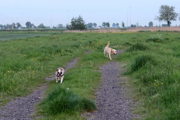 Labrador Retriever köpeği kırsal bir yolda yürüyor.