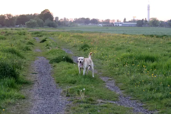 Sarı çiçekli yeşil bir çayırda Labrador Retriever