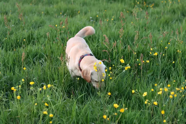 Sarı çiçekli yeşil bir çayırda Labrador Retriever