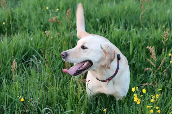 Sarı çiçekli yeşil bir çayırda Labrador Retriever