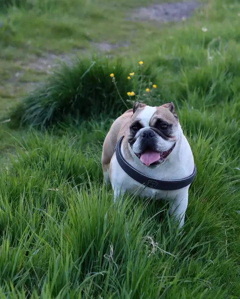 İngiliz Bulldog parkta yürüyor. Köpeğe odaklan..