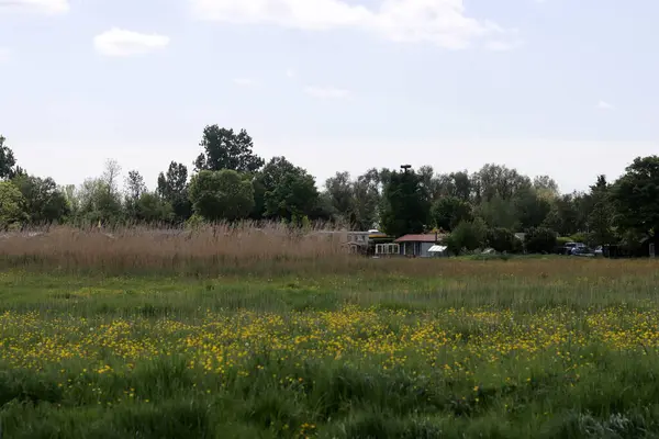 Sarı kır çiçekleri olan bir çayır. Kırsal alan.