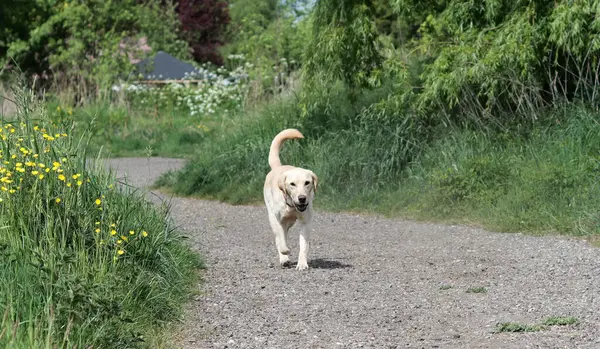 Labrador av köpeği yazın yeşil bir çayırda koşuyor. Labrador Retriever karahindiba ile bir kır yolunda koşuyor.