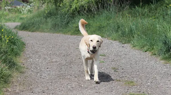 Labrador av köpeği yazın yeşil bir çayırda koşuyor. Labrador Retriever karahindiba ile bir kır yolunda koşuyor.