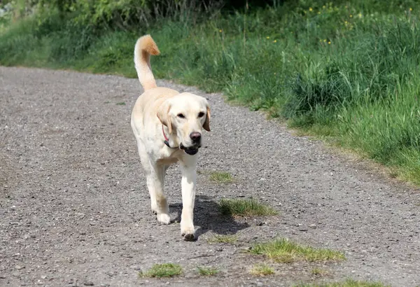 Labrador Retriever köpeği kırsal bir yolda yürüyor.