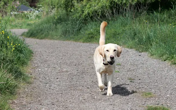 Labrador Retriever köpeği kırsal bir yolda yürüyor.