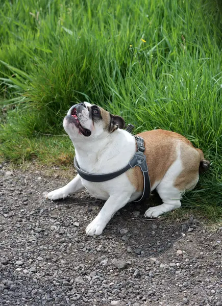 İngiliz Bulldog parkta yürüyor. Köpeğe odaklan..