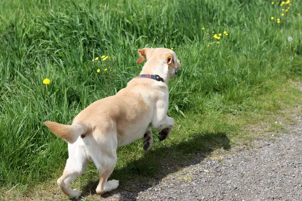 Labrador av köpeği yazın yeşil bir çayırda koşuyor. Labrador Retriever karahindiba ile bir kır yolunda koşuyor.