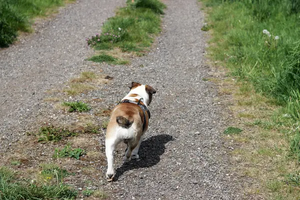 İngiliz Bulldog yazın köy yolunda koşuyor..