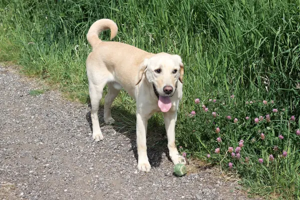 Labrador Retriever köpeği kırsal bir yolda yürüyor.