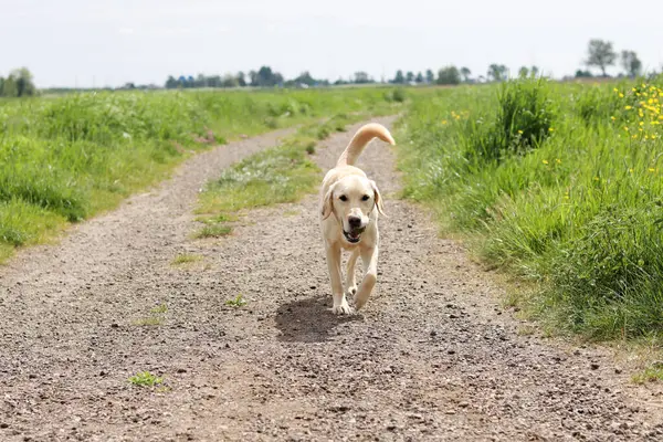 Labrador Retriever köpeği kırsal bir yolda yürüyor.