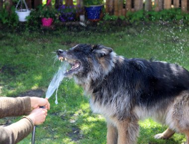 Bahçesinde su fıskiyesi olan Alman çoban köpeği. Seçici odak.