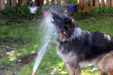 Bahçesinde su fıskiyesi olan Alman çoban köpeği. Seçici odak.