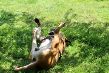 Parktaki çimlerde oynayan boksör köpeği. Köpek bacakları yukarıda çimlerin üzerinde uzanıyor..