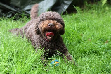 Şirin Avustralyalı karalama bahçede çimlerin üzerinde topla oynuyor.