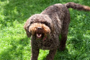 Şirin Avustralya karalaması, yakın plan portre. Mutlu evcil hayvanlar güneşli bir günde bahçede oynar