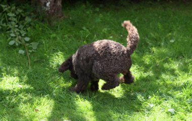 Şirin Avustralyalı karalama bahçede çimlerin üzerinde topla oynuyor.