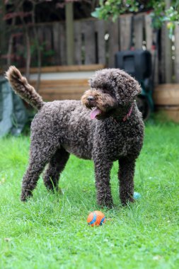 Şirin Avustralya karalaması, yakın plan portre. Mutlu evcil hayvanlar güneşli bir günde bahçede oynar