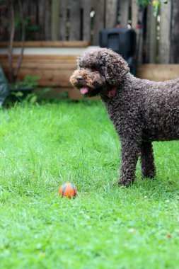 Şirin Avustralyalı karalama bahçede çimlerin üzerinde topla oynuyor.
