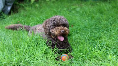 Şirin Avustralyalı karalama bahçede çimlerin üzerinde topla oynuyor.