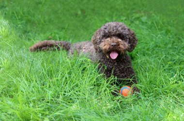 Bahçedeki yeşil çimlerin üzerinde dili dışarıda yatan bir köpek.