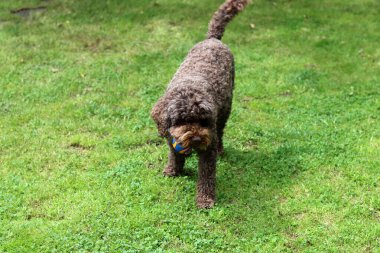 Şirin Avustralya karalaması, yakın plan portre. Mutlu evcil hayvanlar güneşli bir günde bahçede oynar