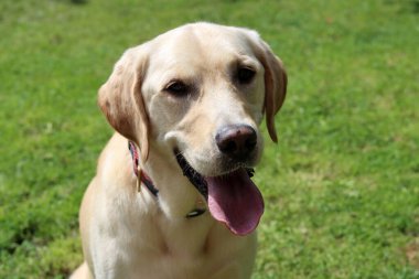 Labrador Retriever köpeği bahçede dili dışarıda oturuyor.