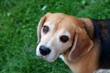 Yeşil çim arka planda bir av köpeği portresi. Seçici odak.