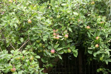 Bahçede bir elma ağacının dalları üzerinde Olgun elma
