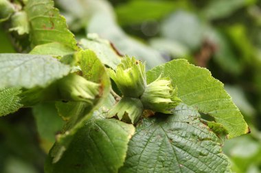 Bahçedeki bir dalda yeşil fındıklar, yakın plan.
