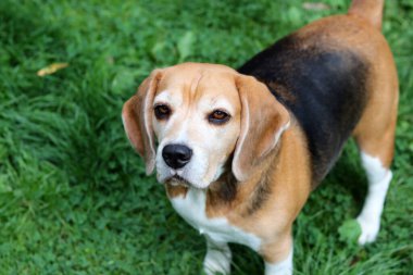 Bahçedeki çimlerin üzerinde oturan sevimli bir Beagle köpeğinin portresi. Çimlerin üzerinde köpek yavrusu, mutlu bir evcil hayvanın yakın portresi. İtaat kavramı  