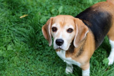 Bahçedeki çimlerin üzerinde oturan sevimli bir Beagle köpeğinin portresi. Çimlerin üzerinde köpek yavrusu, mutlu bir evcil hayvanın yakın portresi. İtaat kavramı  