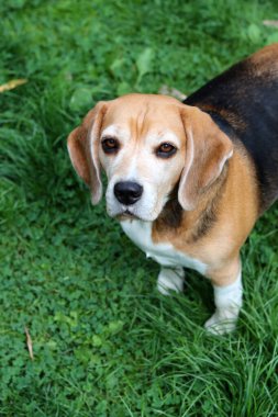 Bahçedeki çimlerin üzerinde oturan sevimli bir Beagle köpeğinin portresi. Çimlerin üzerinde köpek yavrusu, mutlu bir evcil hayvanın yakın portresi. İtaat kavramı  